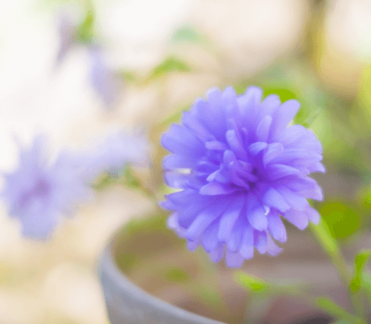 ブログの花の画像