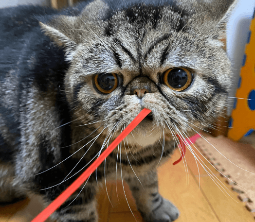 ブログの猫の画像