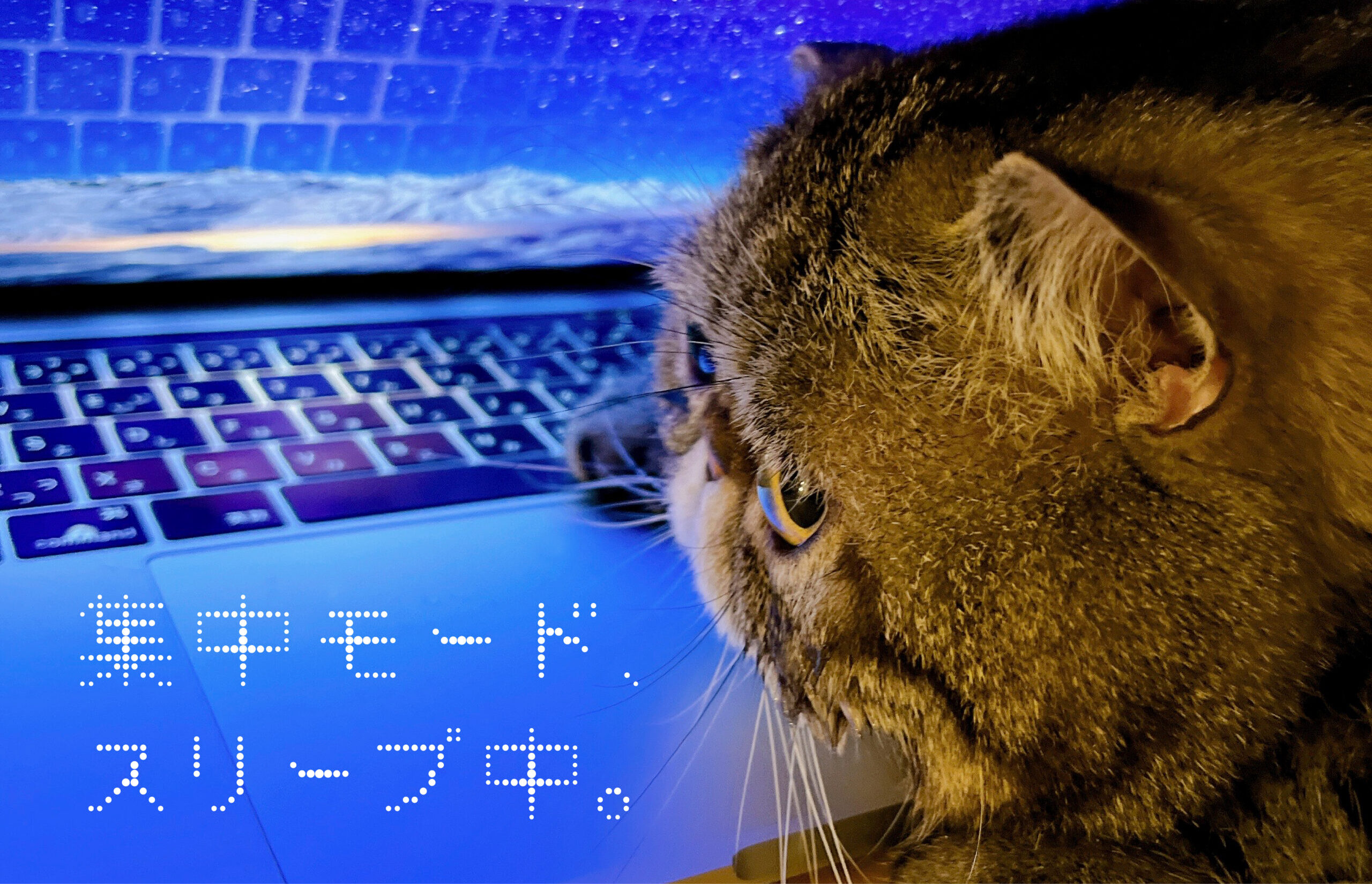 猫がキーボードの上に乗ってきたので締切が伸びました（笑）